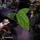 Anthurium antolakii ('Round' x 'Felix') x dressleri aff. 'Eastern Dress'