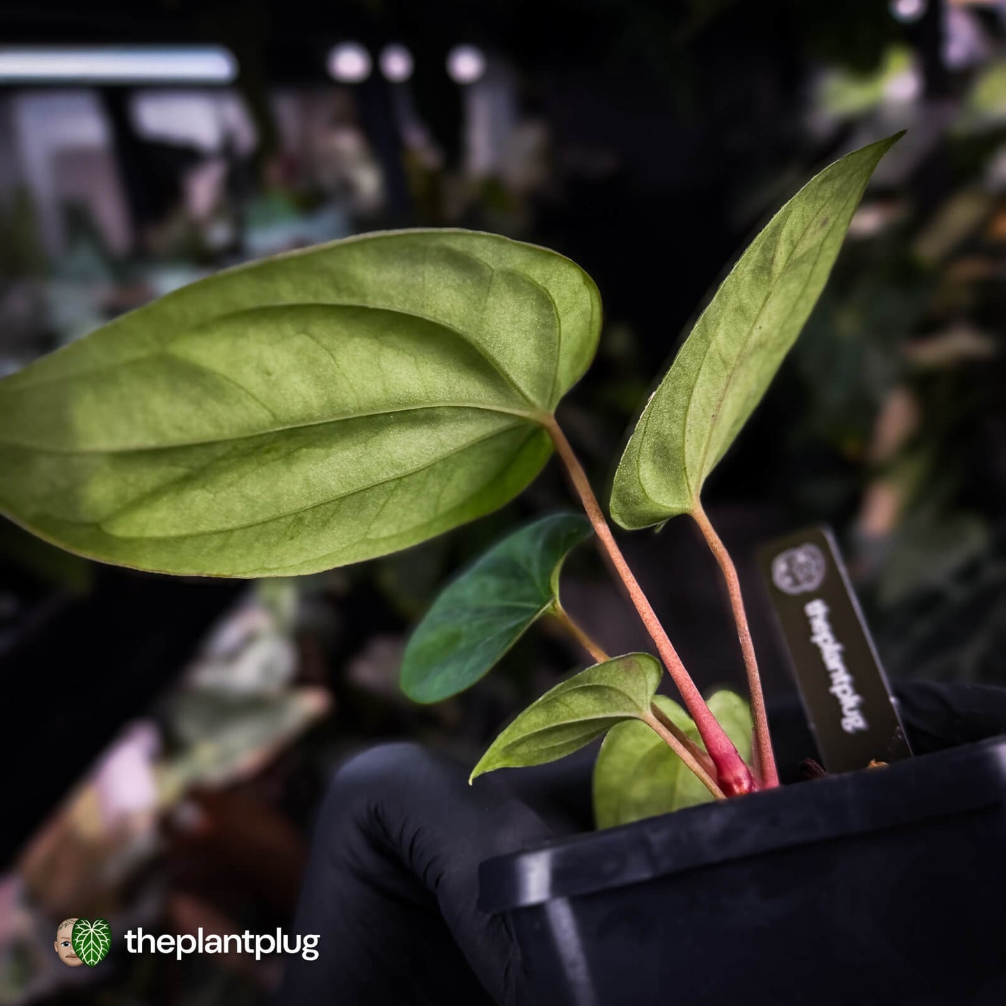 Anthurium antolakii ('Round' x 'Felix') x dressleri aff. 'Eastern Dress'