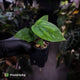 Anthurium antolakii ('Round' x 'Felix') x dressleri aff. 'Eastern Dress'