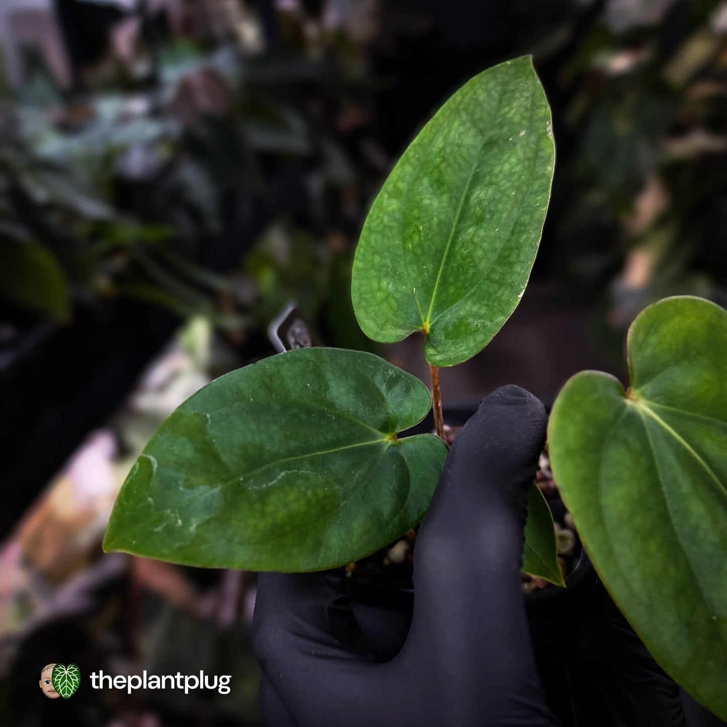 Anthurium antolakii ('Round' x 'Felix') x dressleri aff. 'Eastern Dress'