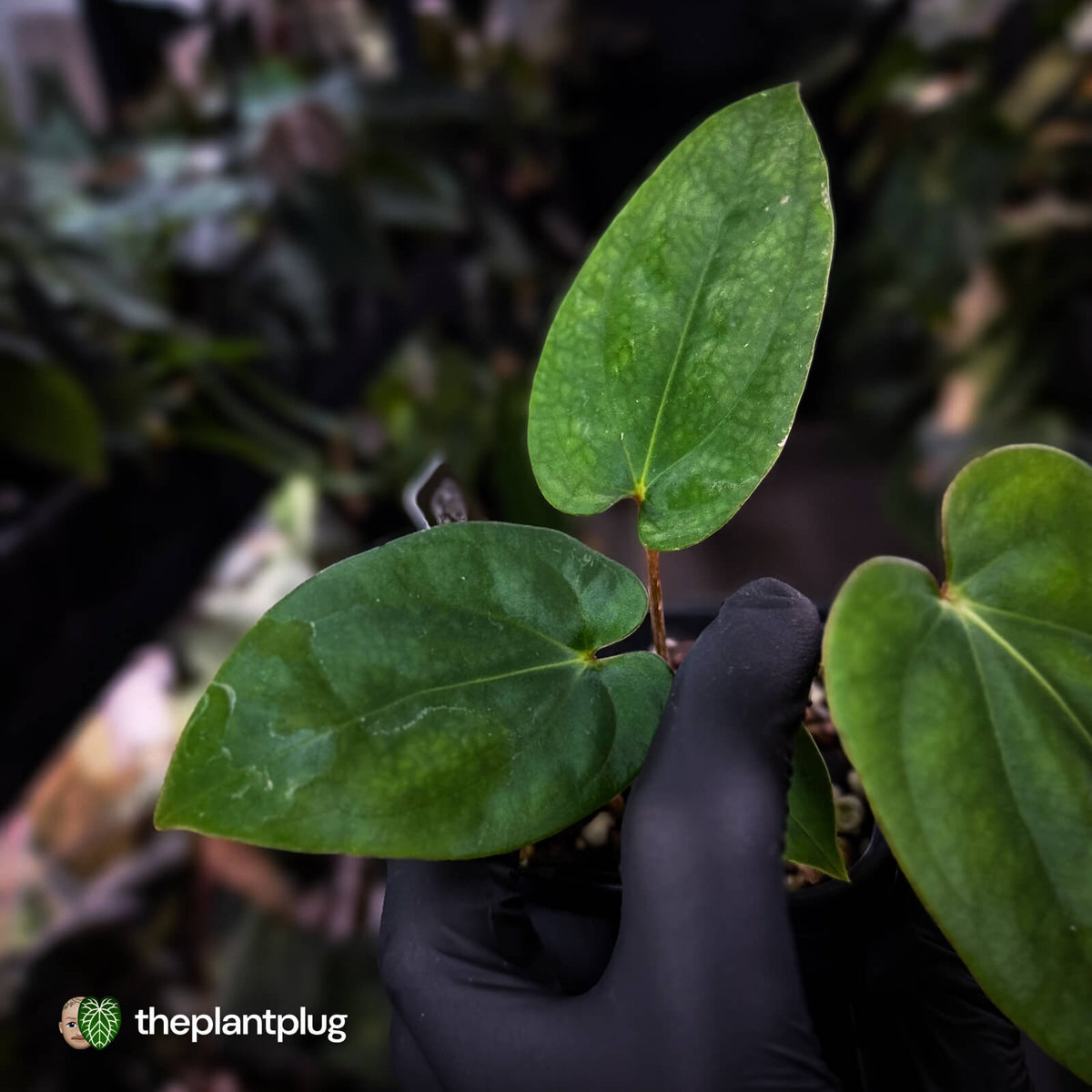 Anthurium antolakii ('Round' x 'Felix') x dressleri aff. 'Eastern Dress'
