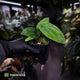 Anthurium antolakii ('Round' x 'Felix') x dressleri aff. 'Eastern Dress'
