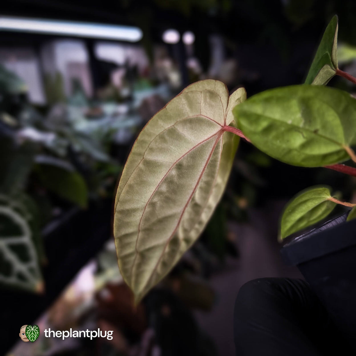 Anthurium carlablackiae x 'Wuhoo's First Night'