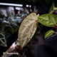 Anthurium carlablackiae x 'Wuhoo's First Night'
