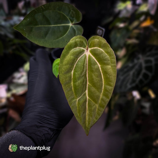 Anthurium carlablackiae x 'Wuhoo's First Night'