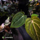 Anthurium carlablackiae x 'Wuhoo's First Night'