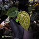 Anthurium carlablackiae x 'Wuhoo's First Night'