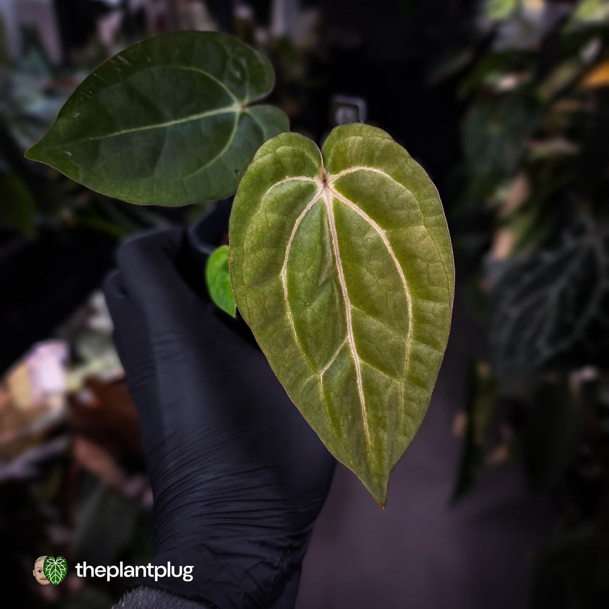 Anthurium carlablackiae x 'Wuhoo's First Night'