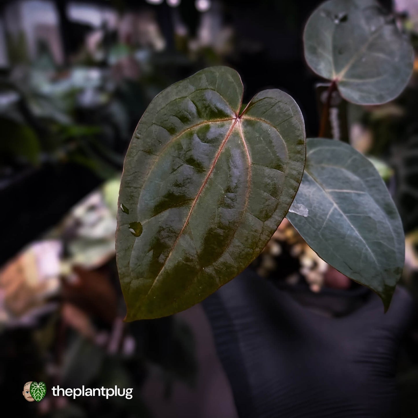 Anthurium 'RDP' x ('Dark & Handsome' x 'Red Velvet Cake') 🌈