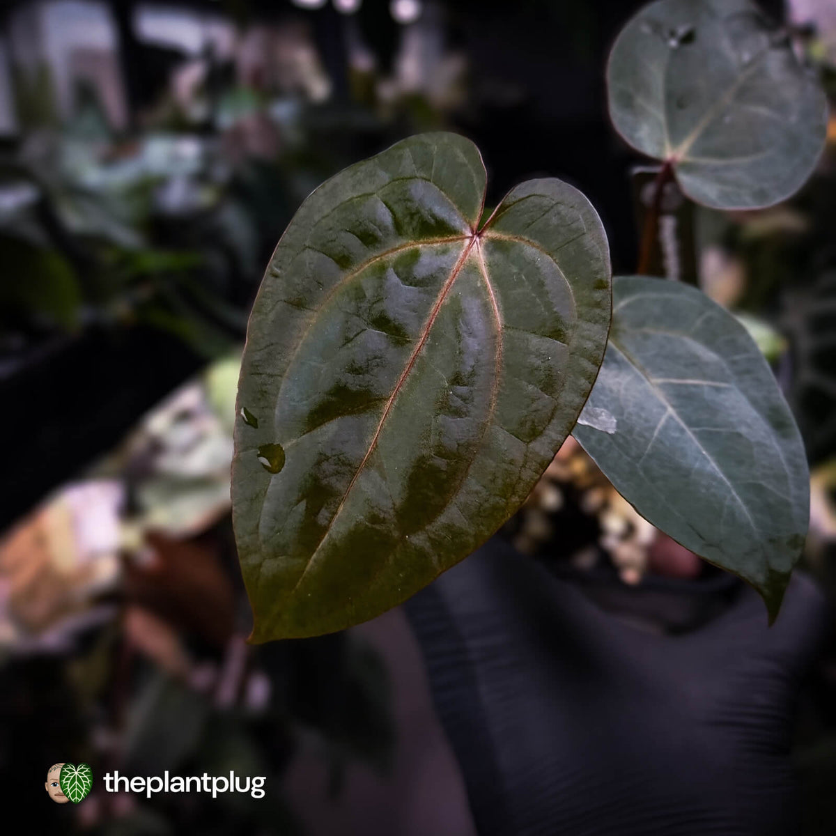 Anthurium 'RDP' x ('Dark & Handsome' x 'Red Velvet Cake') 🌈