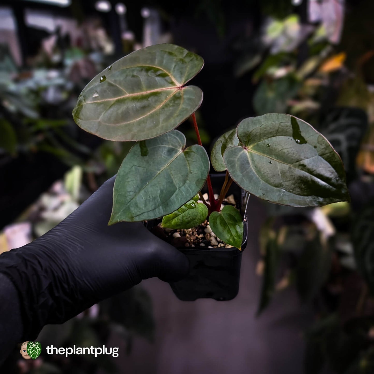 Anthurium 'RDP' x ('Dark & Handsome' x 'Red Velvet Cake') 🌈