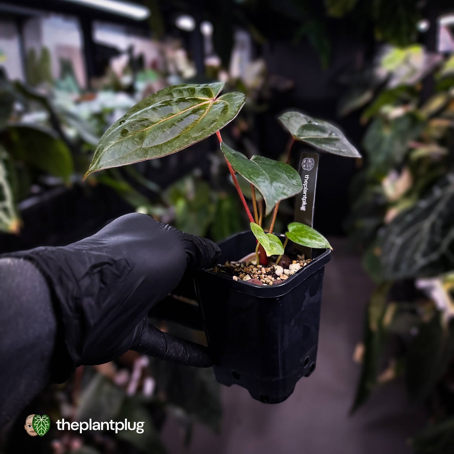 Anthurium 'RDP' x ('Dark & Handsome' x 'Red Velvet Cake') 🌈