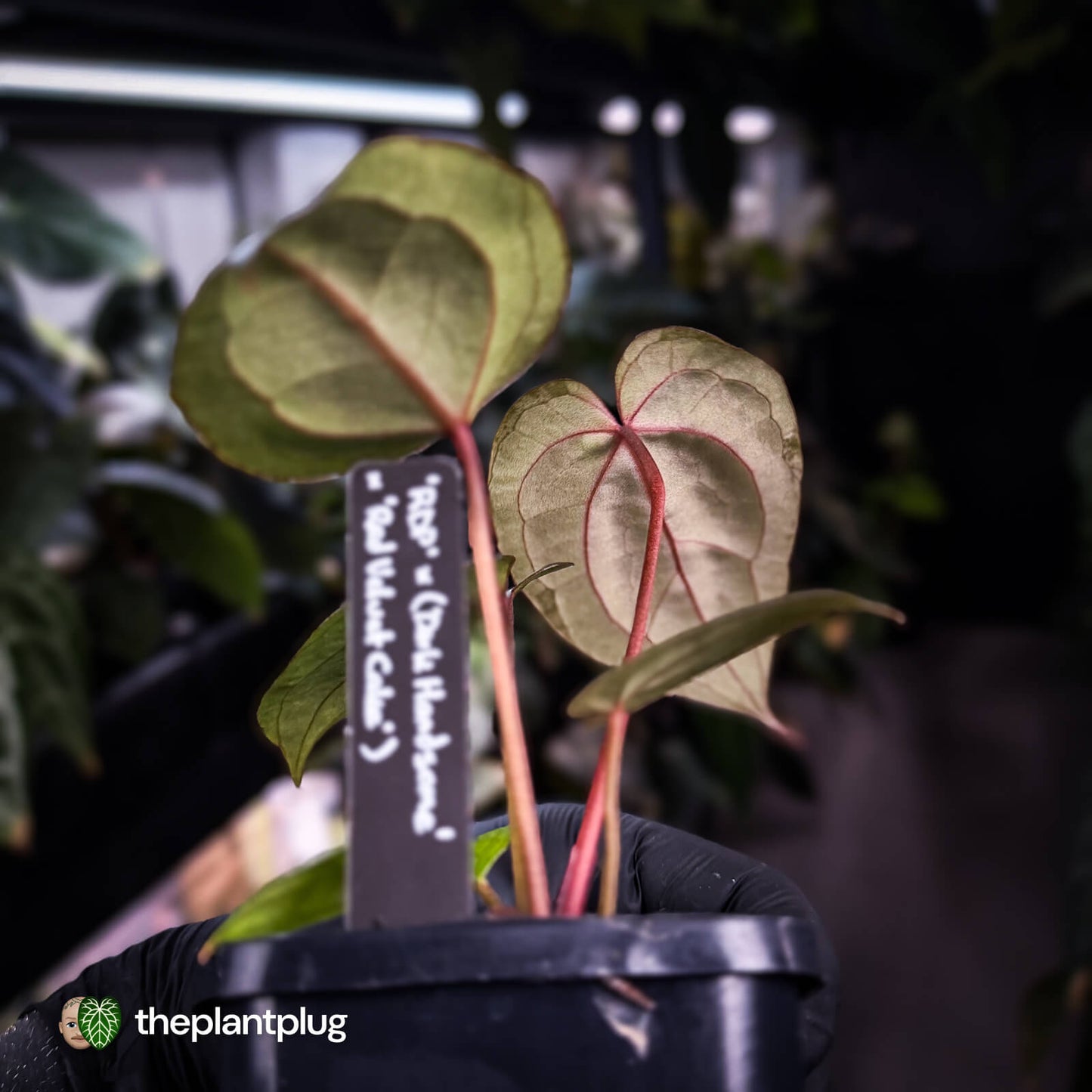 Anthurium 'RDP' x ('Dark & Handsome' x 'Red Velvet Cake') 🌈