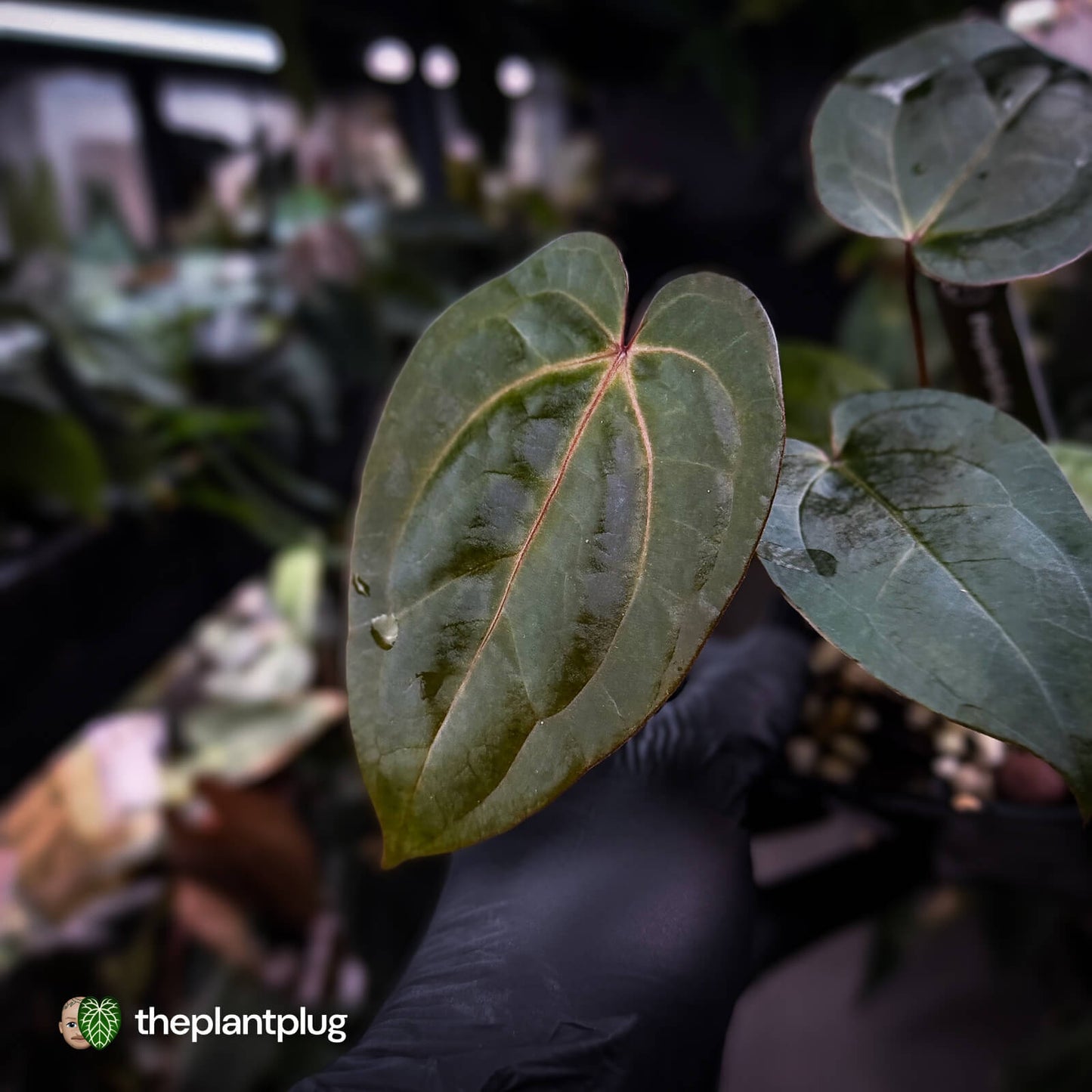 Anthurium 'RDP' x ('Dark & Handsome' x 'Red Velvet Cake') 🌈