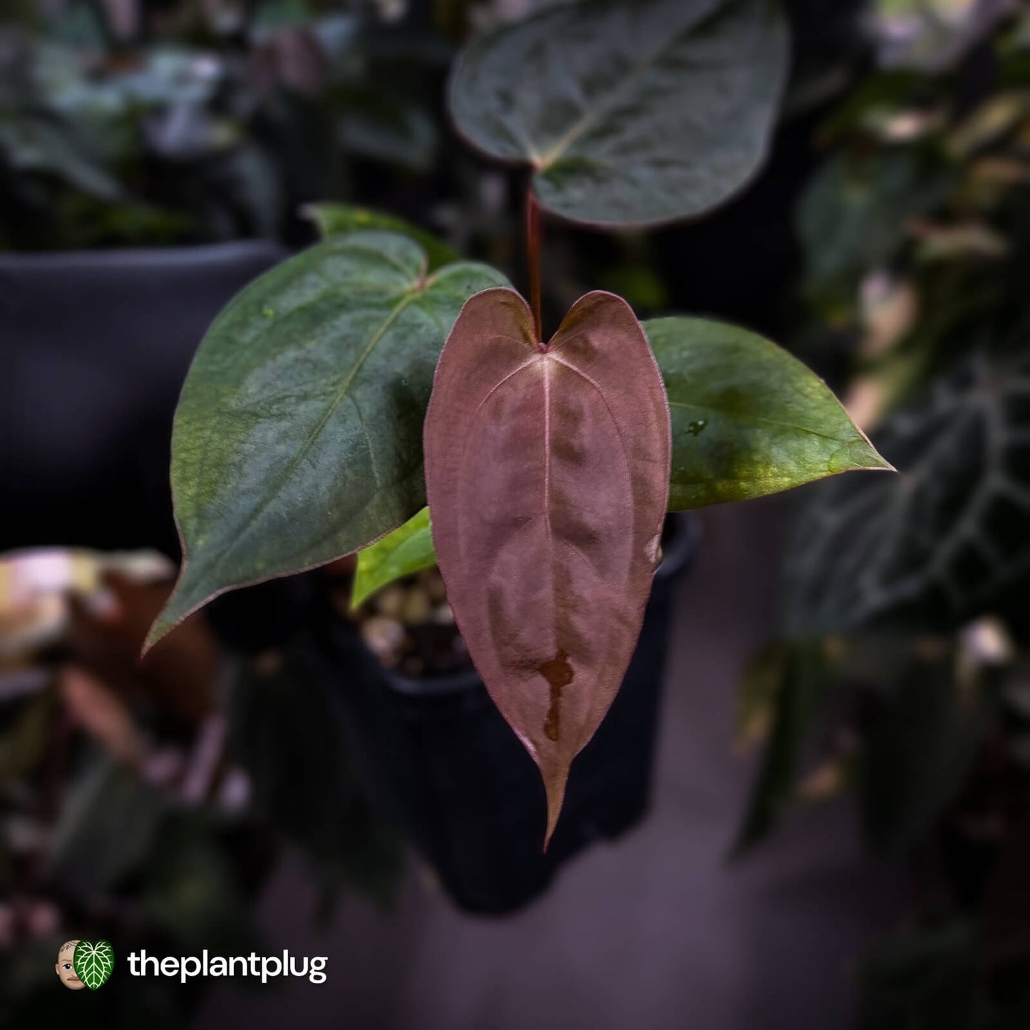 Anthurium 'RDP' x ('Dark & Handsome' x 'Red Velvet Cake') 🌈