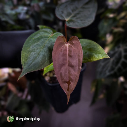 Anthurium 'RDP' x ('Dark & Handsome' x 'Red Velvet Cake') 🌈