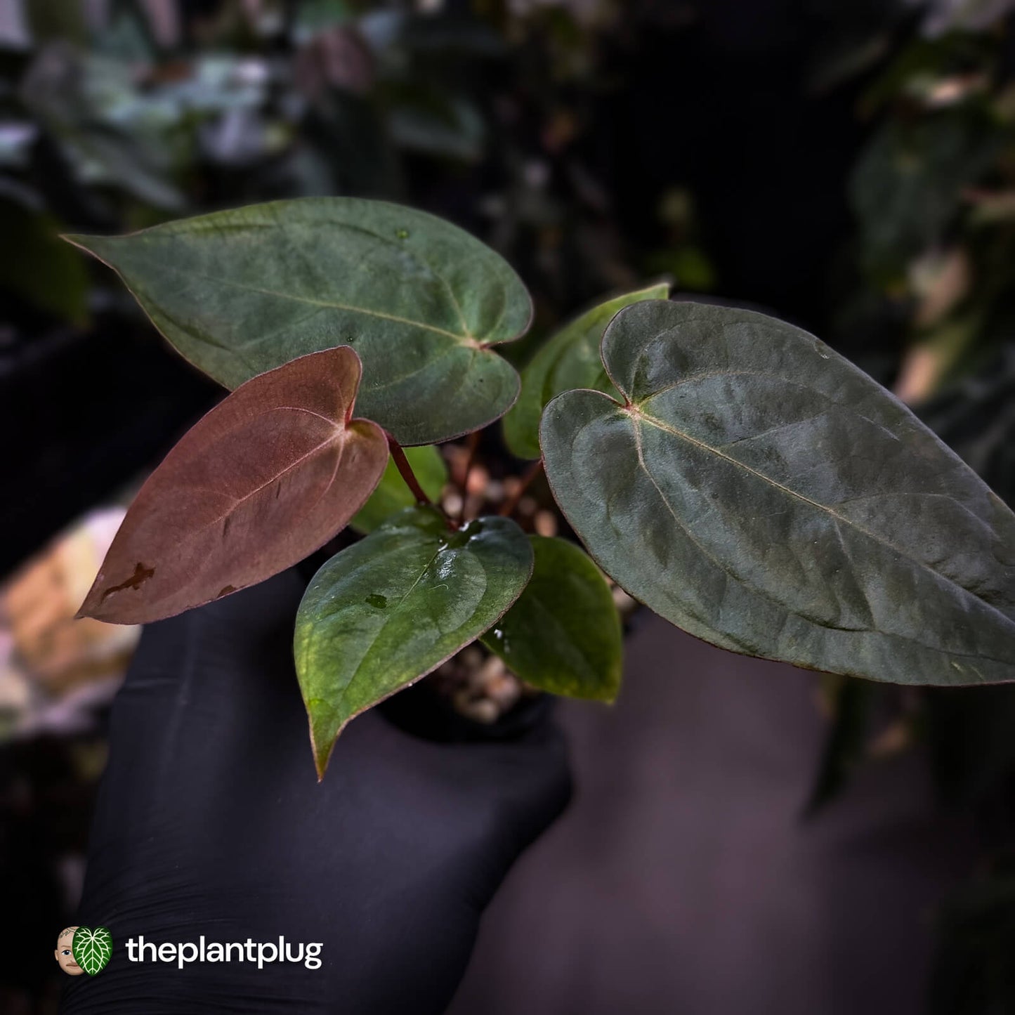 Anthurium 'RDP' x ('Dark & Handsome' x 'Red Velvet Cake') 🌈