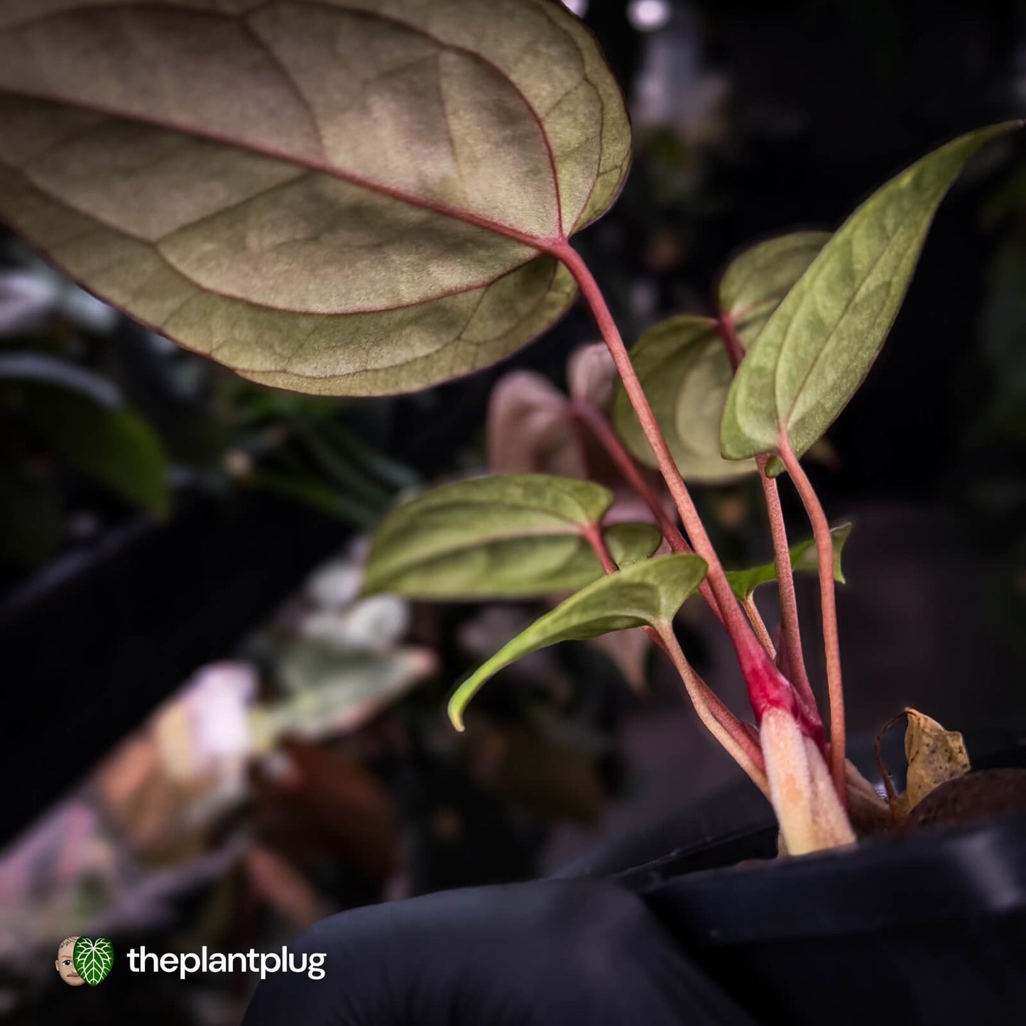 Anthurium 'RDP' x ('Dark & Handsome' x 'Red Velvet Cake') 🌈