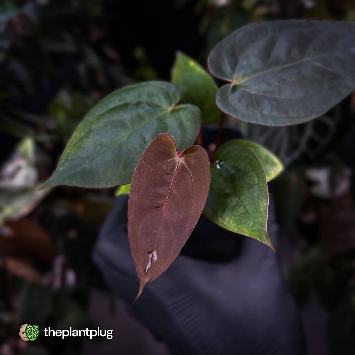 Anthurium 'RDP' x ('Dark & Handsome' x 'Red Velvet Cake') 🌈