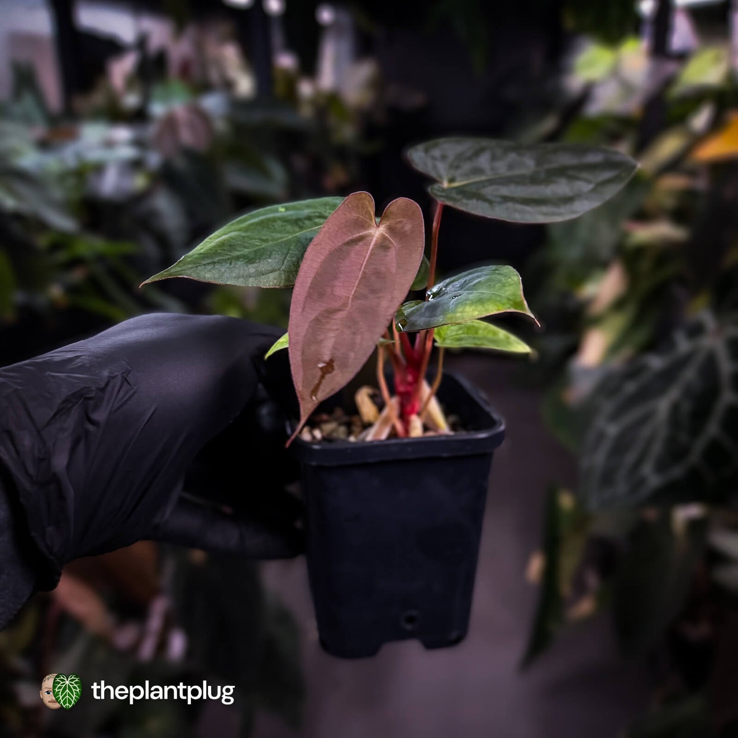 Anthurium 'RDP' x ('Dark & Handsome' x 'Red Velvet Cake') 🌈