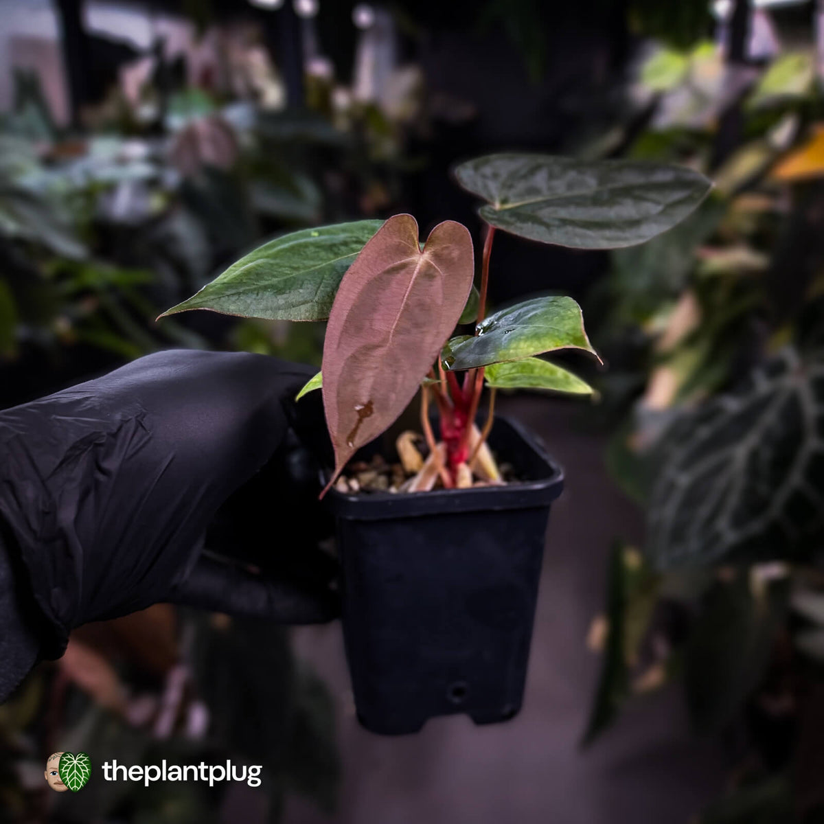 Anthurium 'RDP' x ('Dark & Handsome' x 'Red Velvet Cake') 🌈