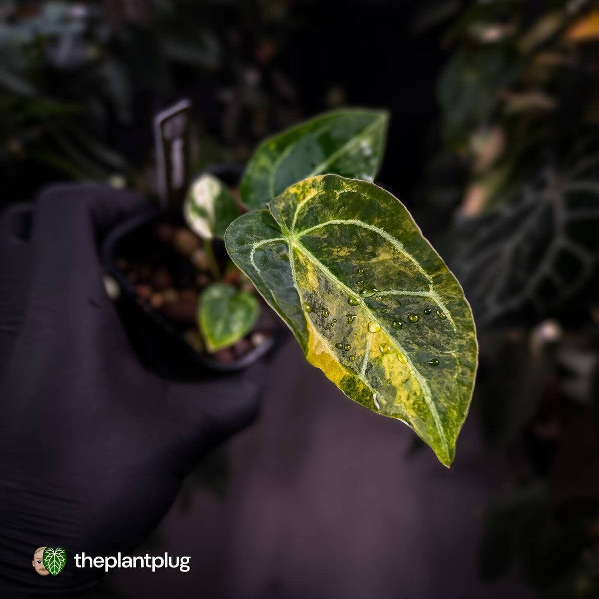 Anthurium forgetii hybrid variegated x ('SKG Silver' x 'Red Crystal')