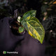 Anthurium forgetii hybrid variegated x ('SKG Silver' x 'Red Crystal')
