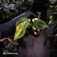 Anthurium forgetii hybrid variegated x ('SKG Silver' x 'Red Crystal')