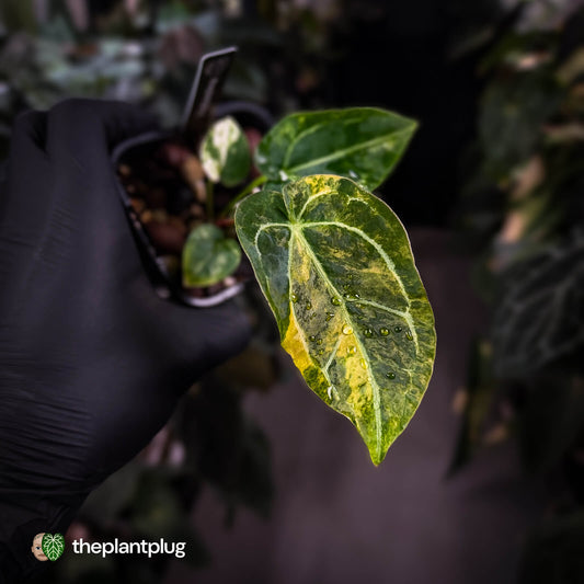 Anthurium forgetii hybrid variegated x ('SKG Silver' x 'Red Crystal')