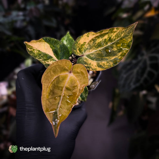 Anthurium 'Fruchoc' x 'Michelle' f2 • orange variegated + red veins