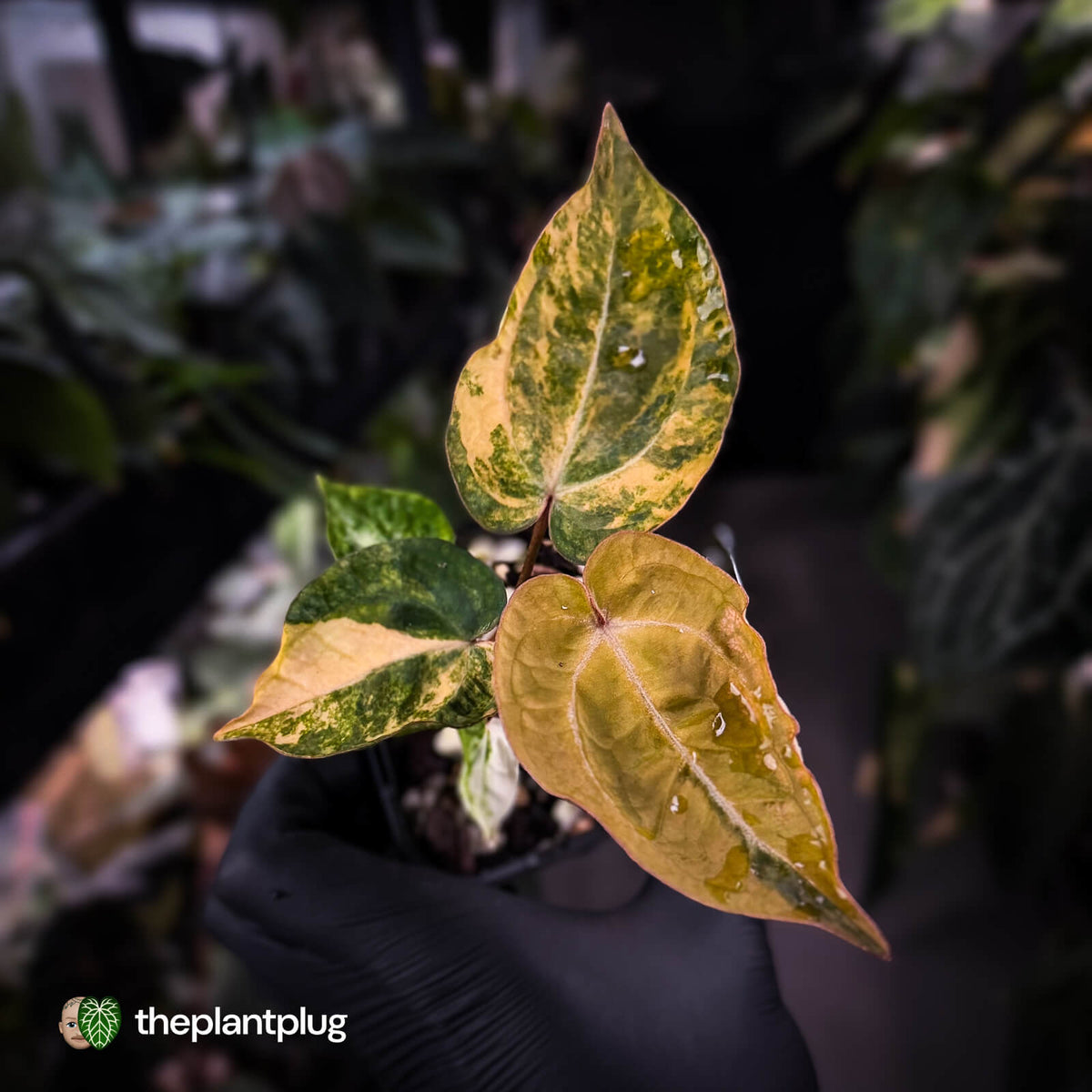 Anthurium 'Fruchoc' x 'Michelle' f2 • orange variegated + red veins