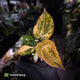 Anthurium 'Fruchoc' x 'Michelle' f2 • orange variegated + red veins