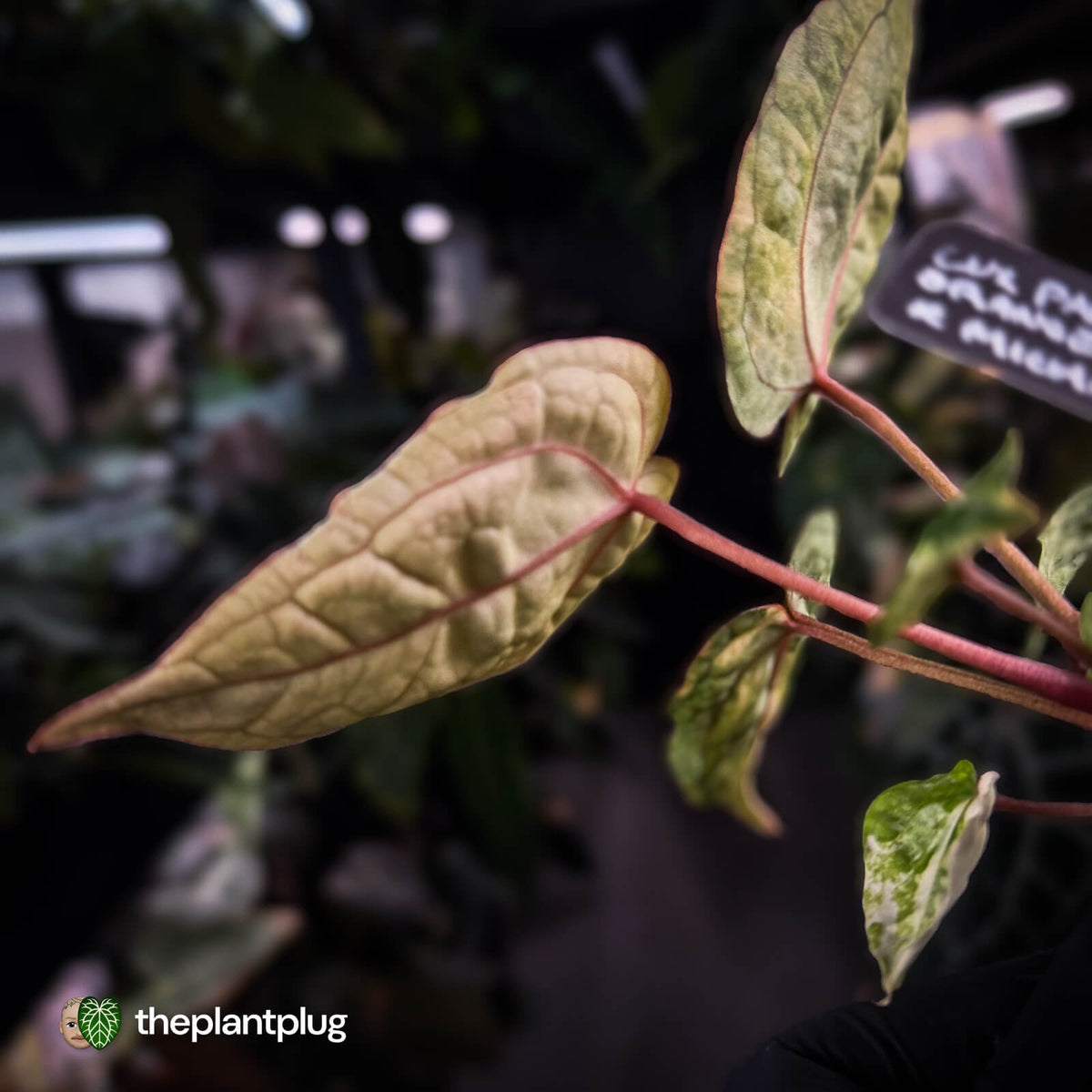 Anthurium 'Fruchoc' x 'Michelle' f2 • orange variegated + red veins