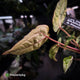 Anthurium 'Fruchoc' x 'Michelle' f2 • orange variegated + red veins