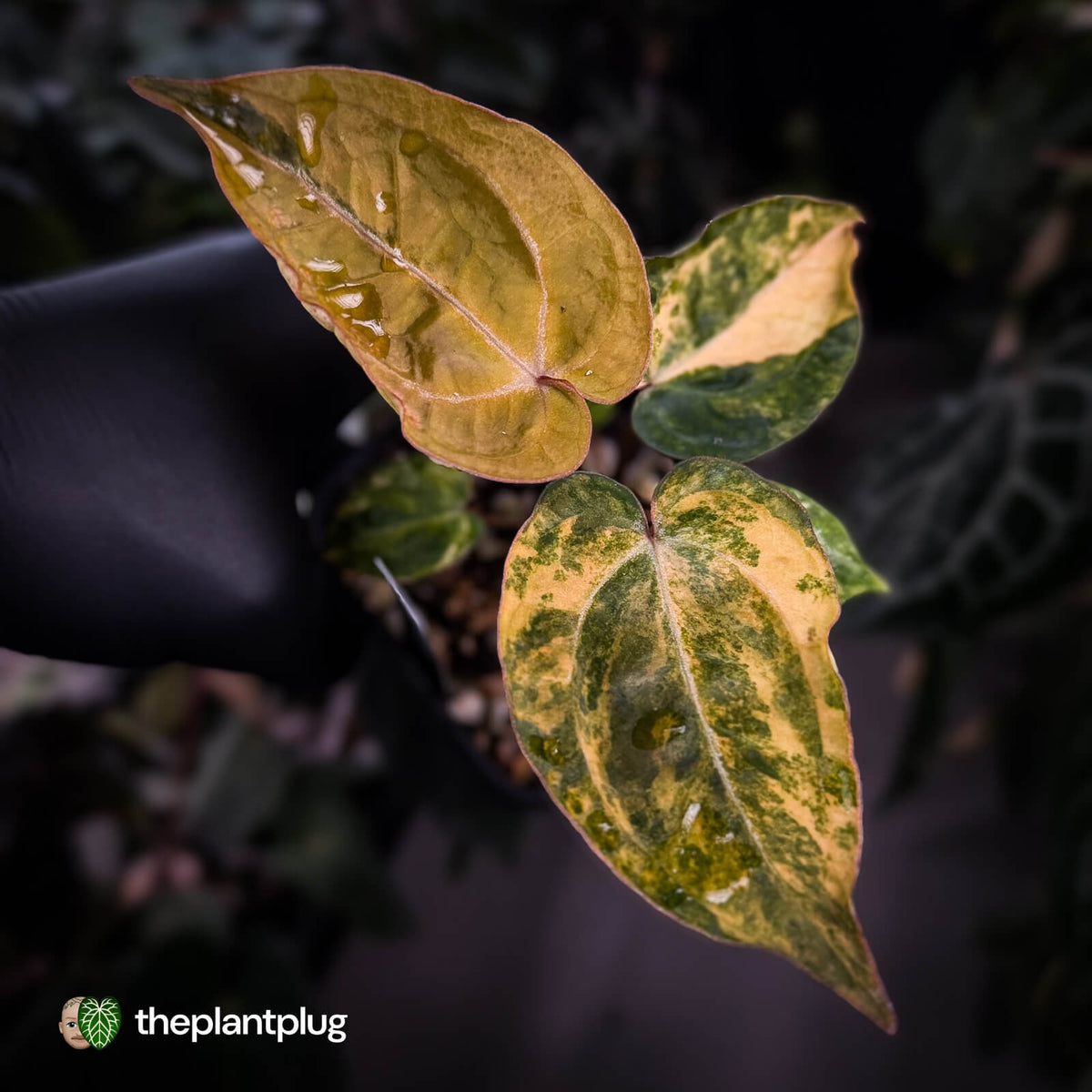 Anthurium 'Fruchoc' x 'Michelle' f2 • orange variegated + red veins