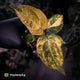 Anthurium 'Fruchoc' x 'Michelle' f2 • orange variegated + red veins
