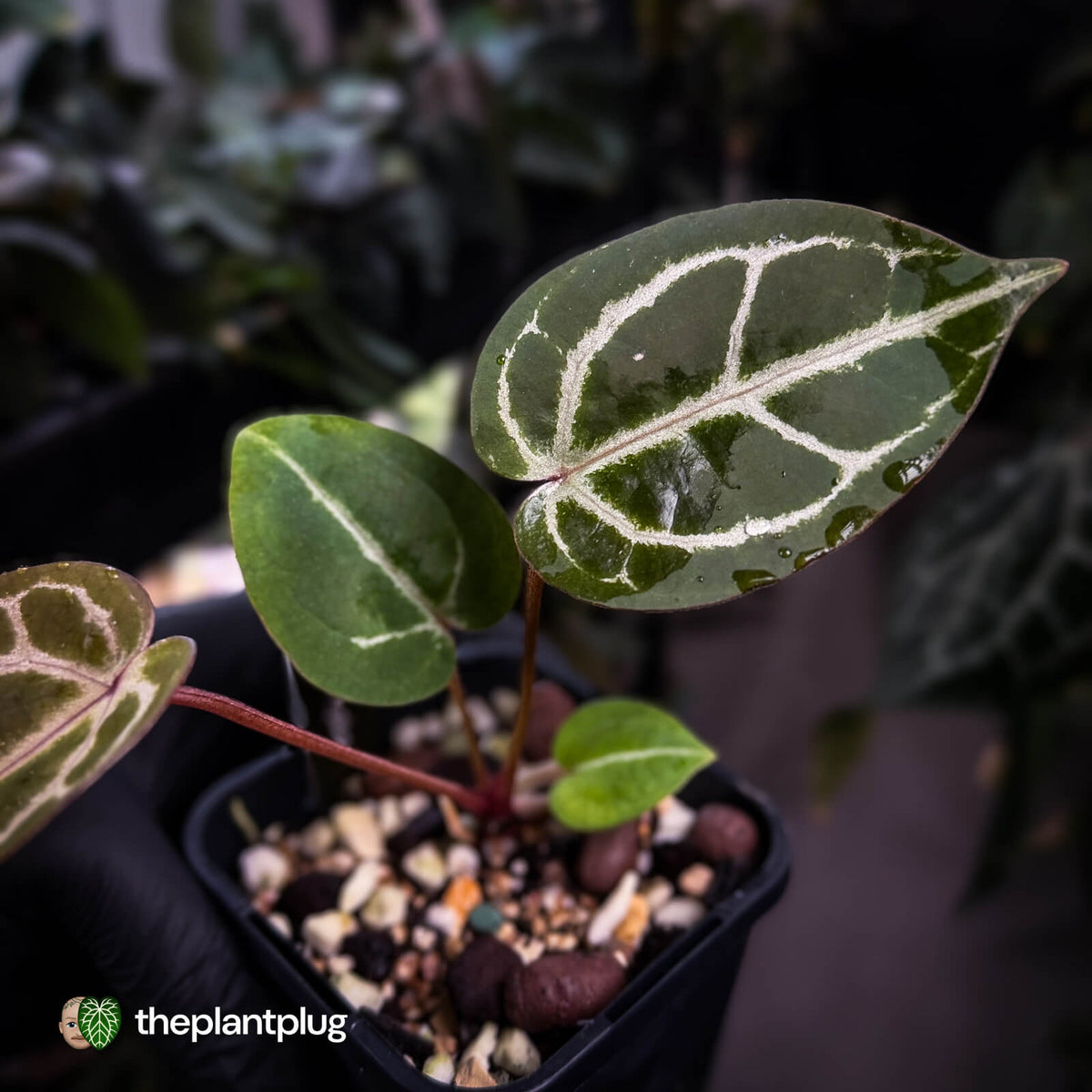 Anthurium ('SKG Silver' x 'Red Crystal') x ('Michelle' f2) • purple emergents
