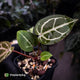 Anthurium ('SKG Silver' x 'Red Crystal') x ('Michelle' f2) • purple emergents