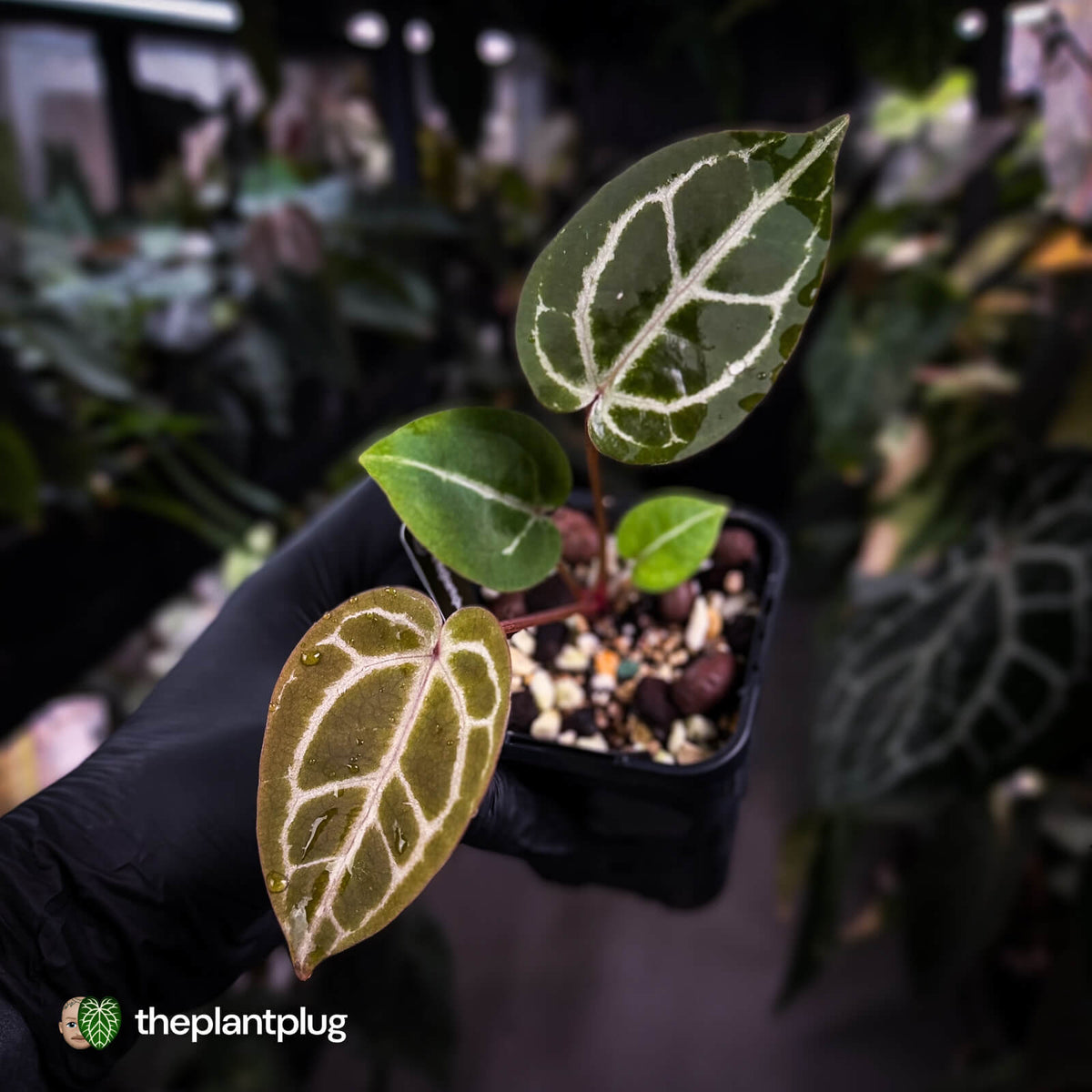 Anthurium ('SKG Silver' x 'Red Crystal') x ('Michelle' f2) • purple emergents