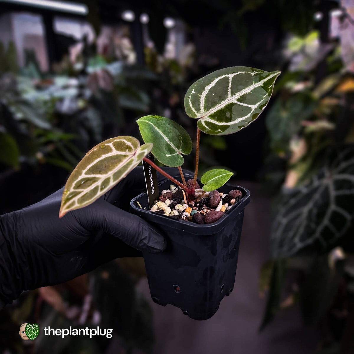 Anthurium ('SKG Silver' x 'Red Crystal') x ('Michelle' f2) • purple emergents