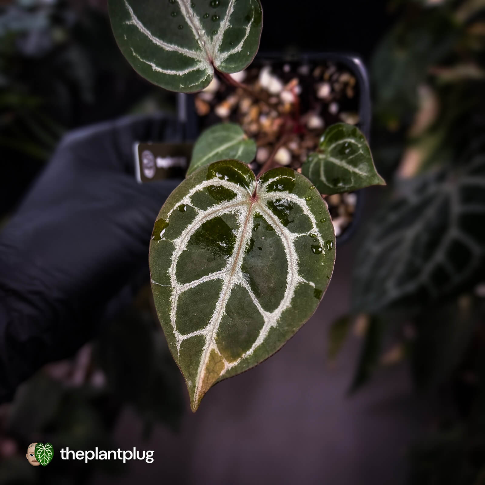 Anthurium ('SKG Silver' x 'Red Crystal') x ('Michelle' f2) – The