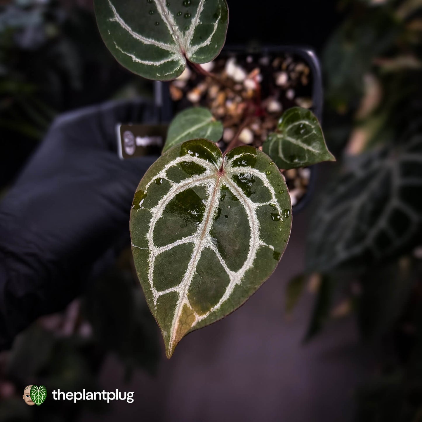 Anthurium ('SKG Silver' x 'Red Crystal') x ('Michelle' f2)