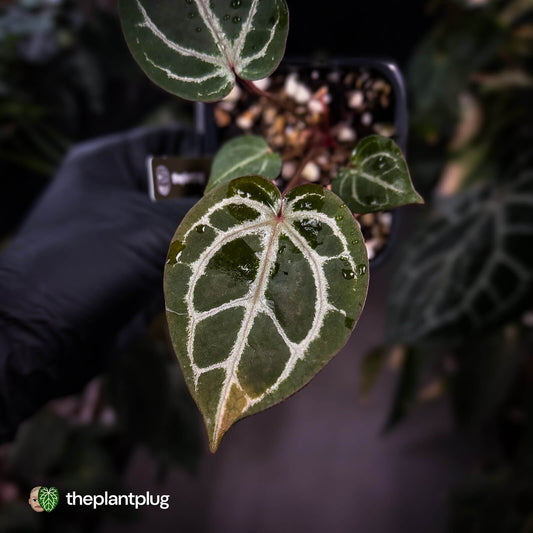 Anthurium ('SKG Silver' x 'Red Crystal') x ('Michelle' f2)