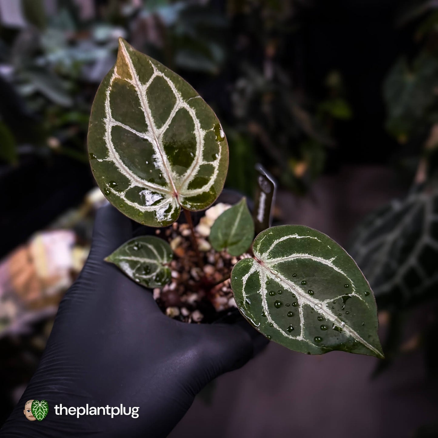 Anthurium ('SKG Silver' x 'Red Crystal') x ('Michelle' f2)
