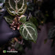 Anthurium ('SKG Silver' x 'Red Crystal') x ('Michelle' f2)