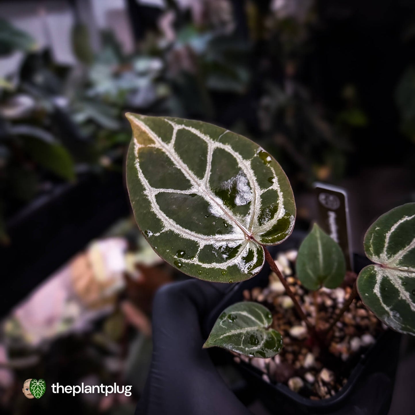 Anthurium ('SKG Silver' x 'Red Crystal') x ('Michelle' f2)