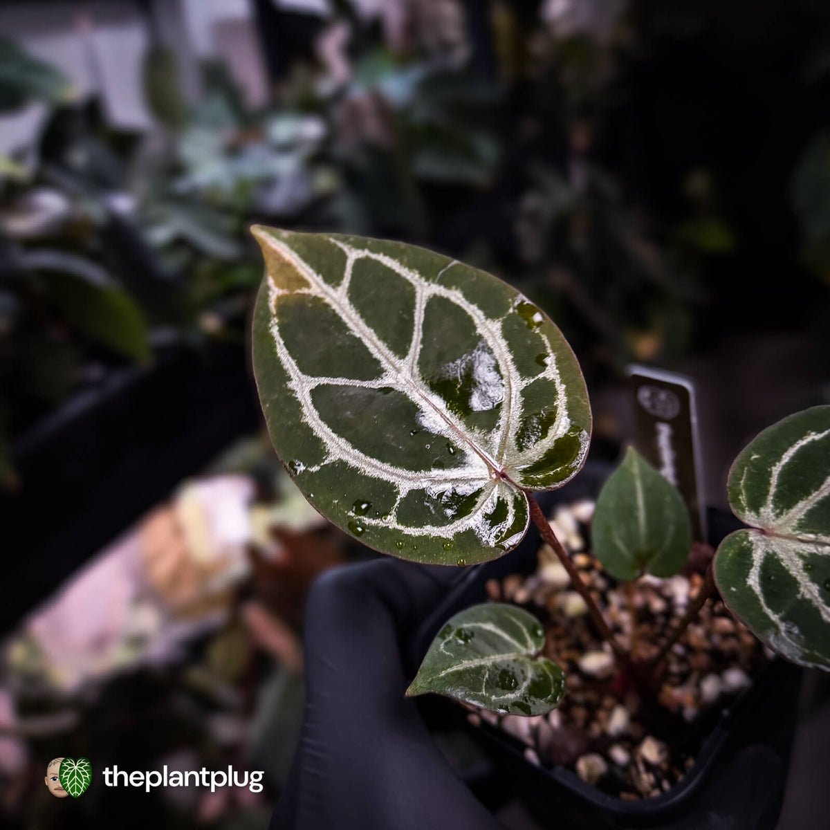 Anthurium ('SKG Silver' x 'Red Crystal') x ('Michelle' f2)