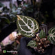 Anthurium ('SKG Silver' x 'Red Crystal') x ('Michelle' f2)