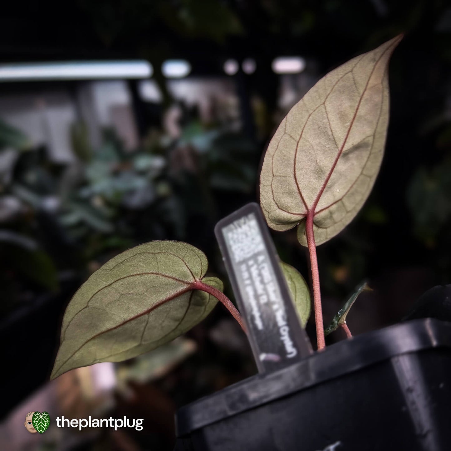 Anthurium ('SKG Silver' x 'Red Crystal') x ('Michelle' f2)