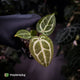 Anthurium ('SKG Silver' x 'Red Crystal') x ('Michelle' f2)